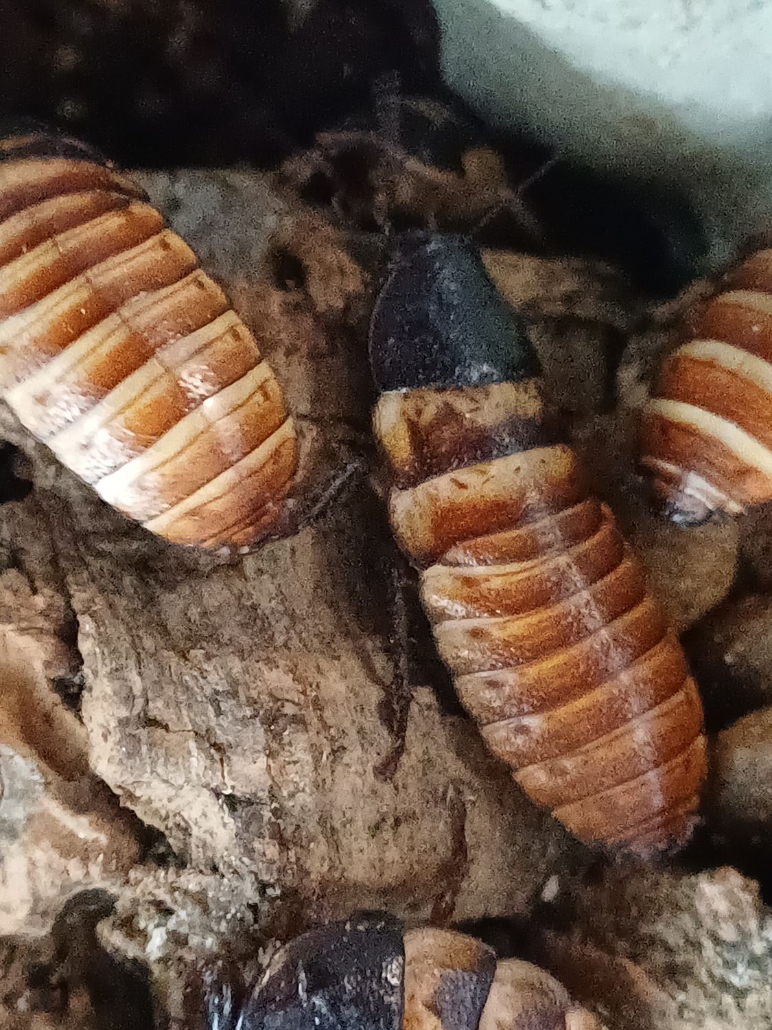 Elliptorhina chopardi/ Dwergsissende kakkerlak