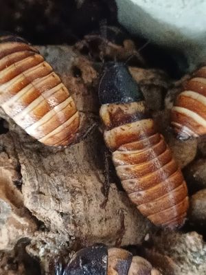 Elliptorhina chopardi/ Dwergsissende kakkerlak