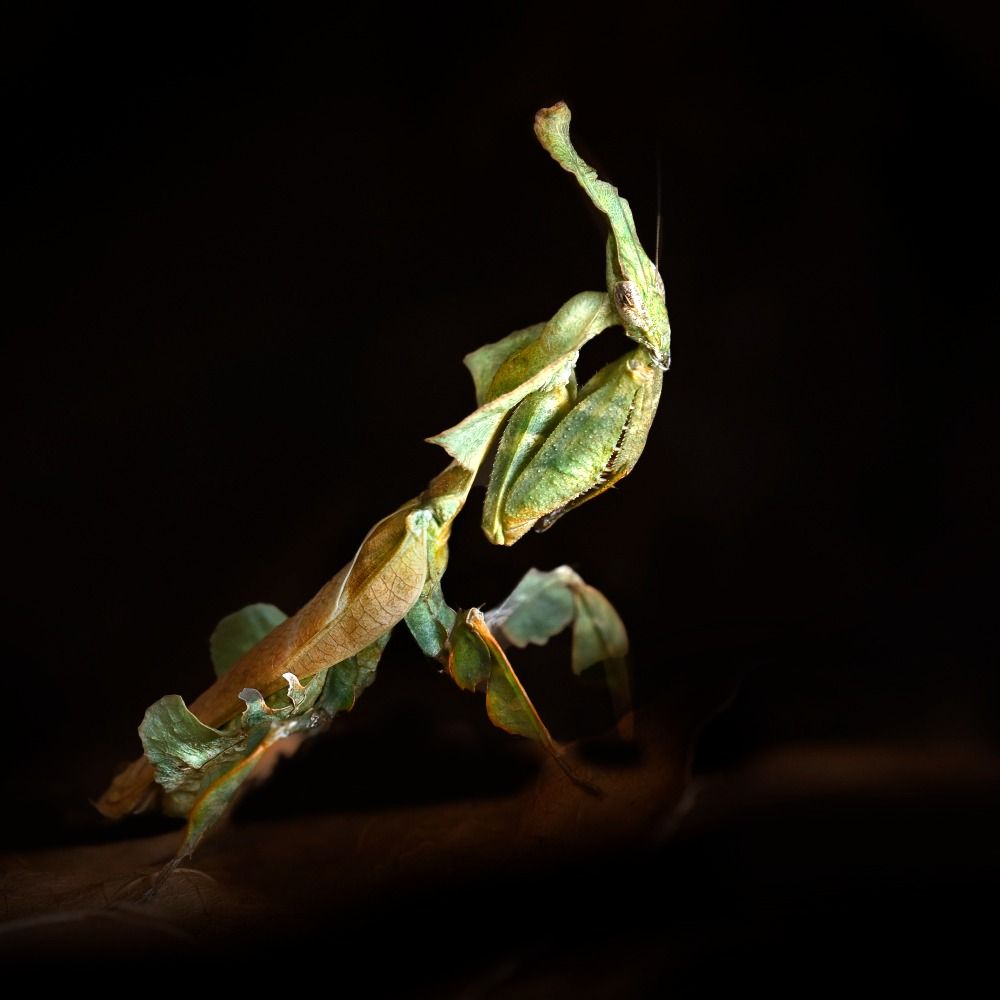 Phyllocrania paradoxa/Ghost Mantis.