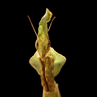 Phyllocrania paradoxa/Ghost Mantis.