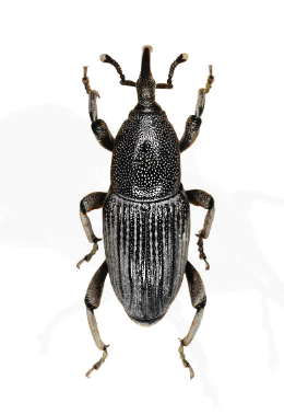 Feromona ECOSordidina- 90K: Cosmopolites sordidus                  (Picudo negro de la platanera)