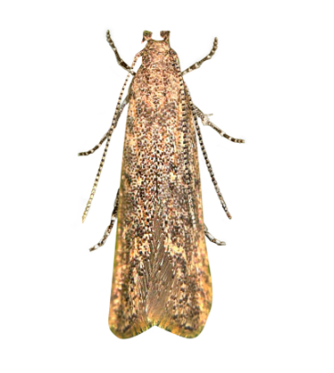 Feromona ECOTuta: Tuta absoluta   (polilla del tomate)