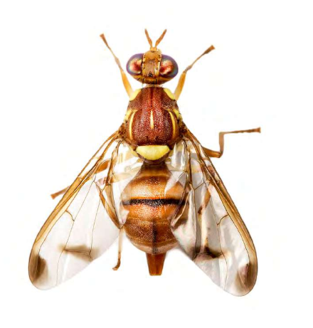 Atrayente ECODacus-PLUS: Dacus frontalis   (Mosca de la calabaza)