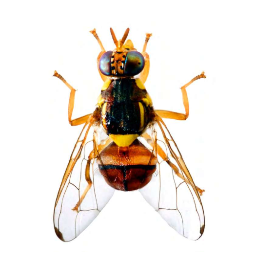 Atrayente ECOBDorsalis: Bactrocera dorsalis  (Mosca oriental de la fruta)