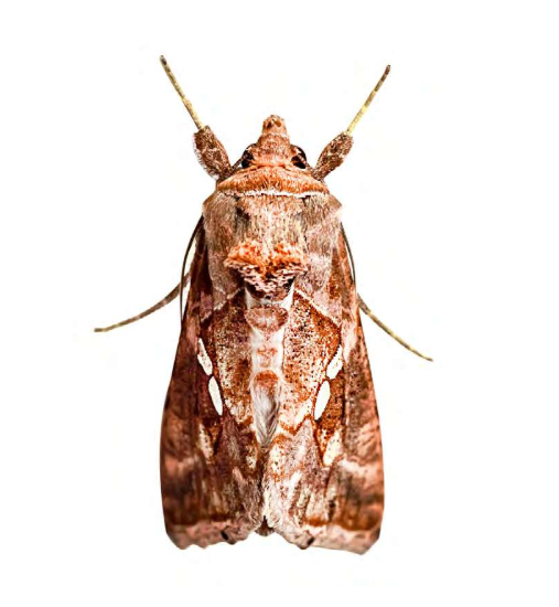 Feromona ECOChalcites: Chrysodeixis chalcites  (Lagarta o bicho camello)