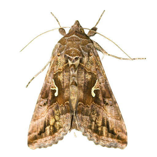 Feromona ECOAGamma: Autographa gamma  (Plusia)