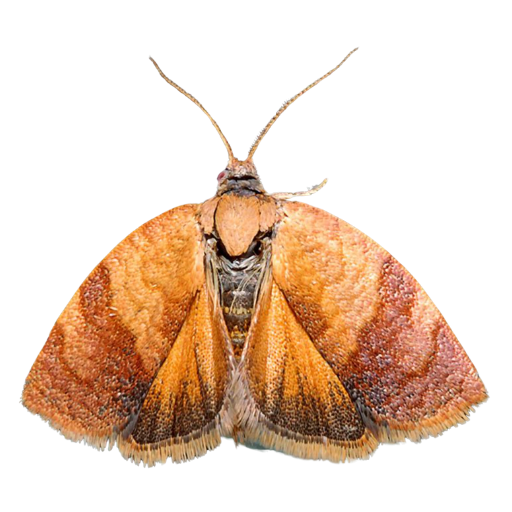Feromona ECOCacoecia: Cacoecia pronubana  (Cacoecia gusano del clavel)