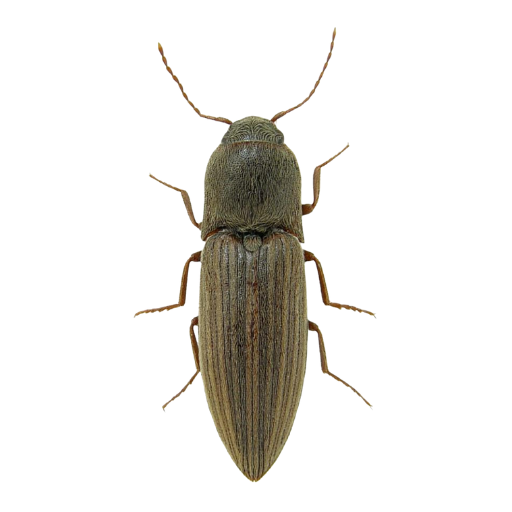 Feromona ECOALineatus: Agriotes lineatus  (Gusano alambre)