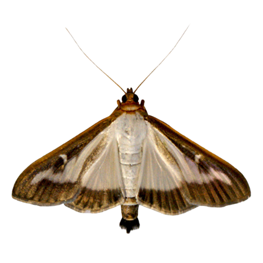 Feromona ECOCydalima: Cydalima perspectalis (Polilla del Boj)