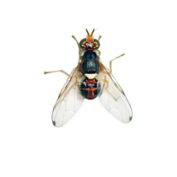 Feromona ECOBactroleae: Bactrocera oleae (Mosca del olivo)