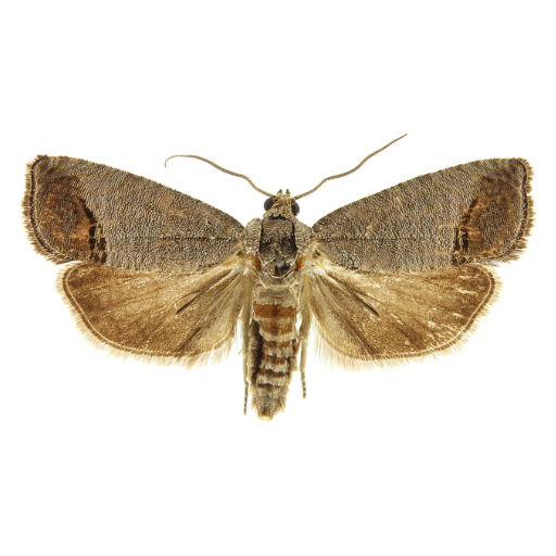 Feromona ECOCarpocapsa: Cydia pomonella (Carpocapsa, polilla del manzano)