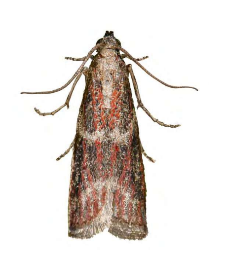Feromona ECOBlabes: Cryptoblabes gdnidiella (Barreneta, polilla mielada)