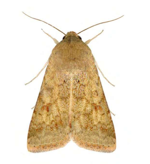 Feromona ECOHelicoverpa A: Helicoverpa armigera (Oruga del la col, oruga del tabaco, oruga del viejo mundo)