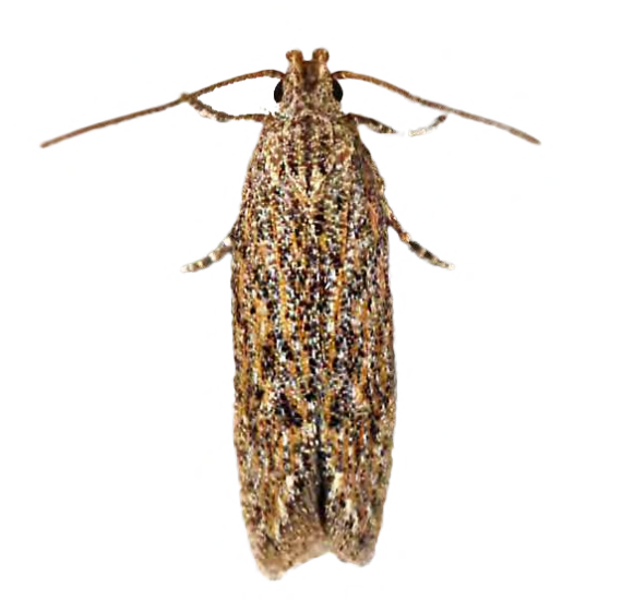 Feromona ECOLycopersicella: Keiferia lycopersicella (Minador del tomate)