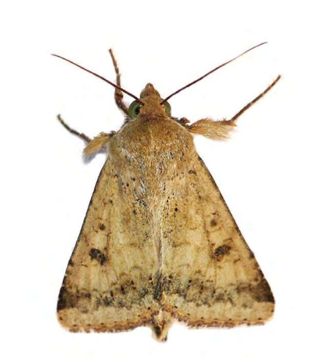 Feromona ECOHelicoverpa Zea: Helicoverpa zea (Oruga del maíz)