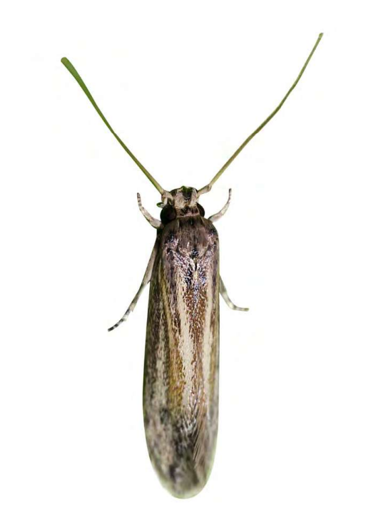 Feromona ECOpogona: Opogona sacchari (Taladro)