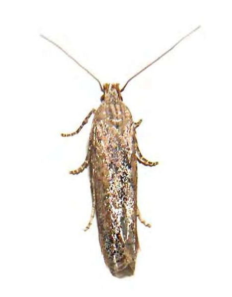 Feromona ECOPhthorimaea: Phthorimaea operculella (Polilla común de la patata)