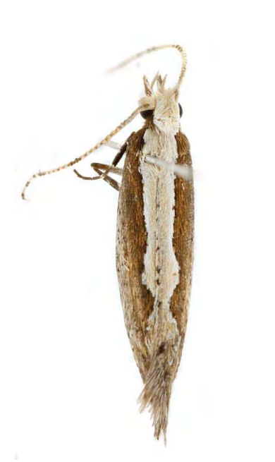Feromona ECOPlutella: Plutella xylostella (Polilla dorso diamante)