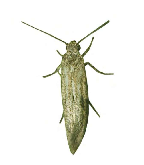 Feromona ECOCitri: Prays citri (Polilla de los cítricos)