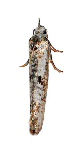 Feromona ECOleae: Prays oleae (Polilla del olivo)