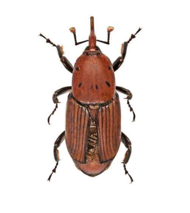Feromona ECORferrugineus: Rhynchophorus ferrugineus (Picudo rojo de la palmera)