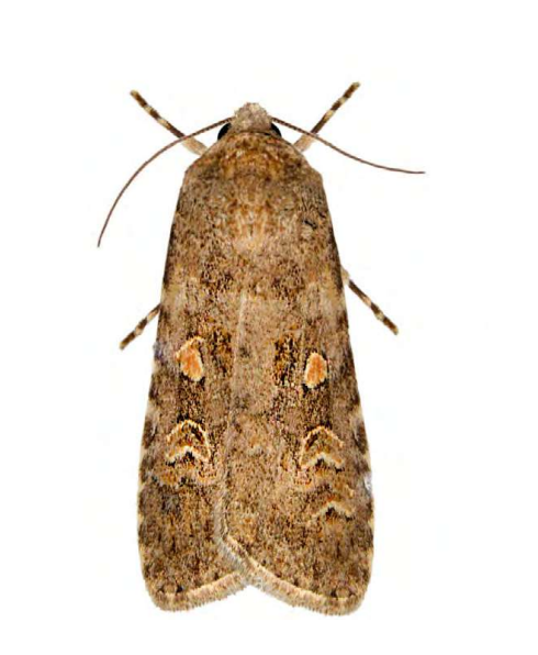 Feromona ECOExigua: Spodoptera exigua (Gusano soldado, rosquilla verde)
