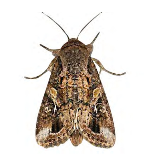 Feromona ECOFrugiperda: Spodoptera frugiperda (Gusano cogollero del maíz)