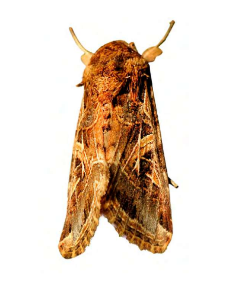 Feromona ECOLittoralis: Spodoptera littoralis (Rosquilla negra)