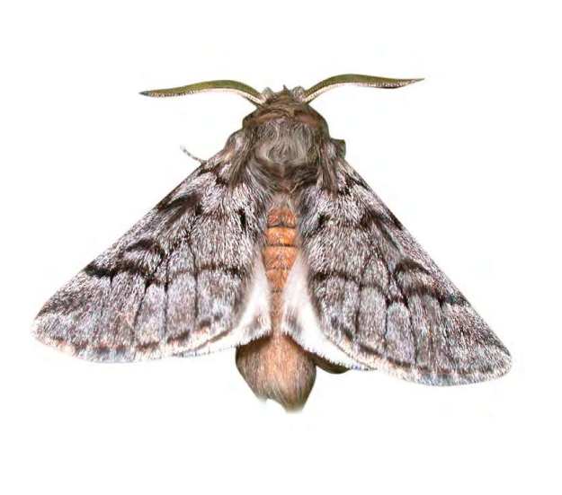 Feromona ECOPityocampa: Thaumetopoea pityocampa   (Procesionaria del pino)