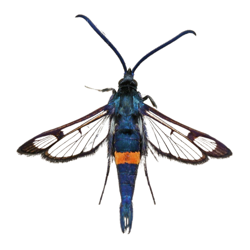 Feromona ECOMyopaeformis: Synanthedon myopaeformis (Sesia del manzano)