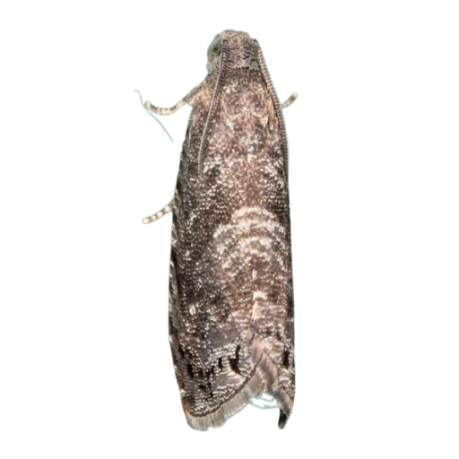 Feromona ECOGrapholita: Grapholita molesta (Polilla oriental del melocotonero)
