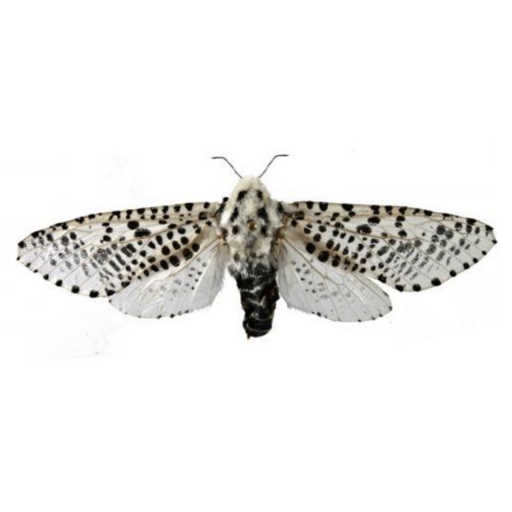 Feromona ECOZeuzera: Zeuzera pyrina (Taladro amarillo, barrenador de la madera)