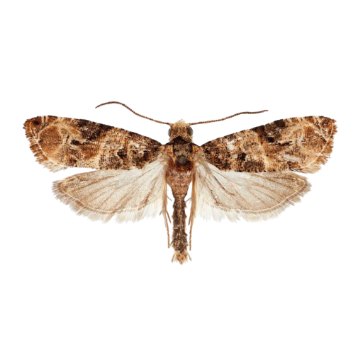 Feromona ECOLobesia: Lobesia botrana (Polilla de racimo  de la vid)