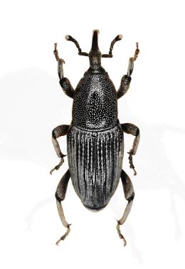 Feromona ECOSordidina- 90K: Cosmopolites sordidus                  (Picudo negro de la platanera)