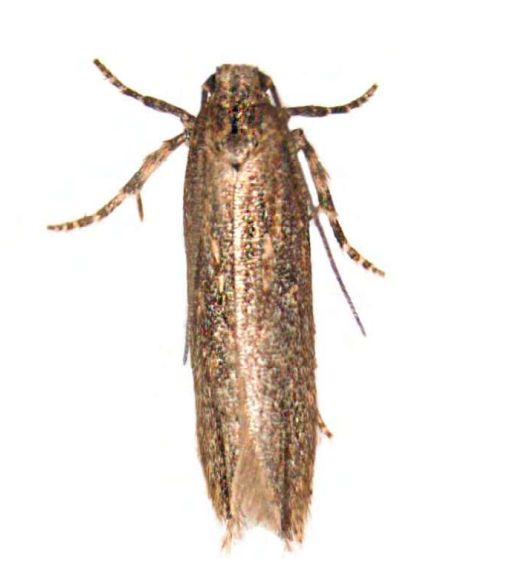 Feromona ECOTecia: Tecia solanivora (Polilla guatemalteca)