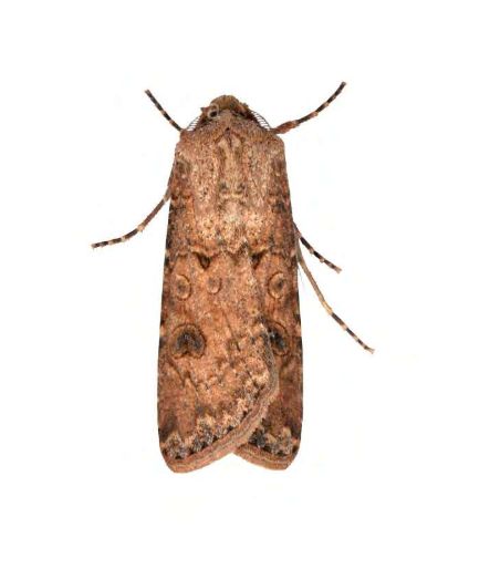 Feromona ECOSegetum: Agrotis segetum    (Rosquilla gris)