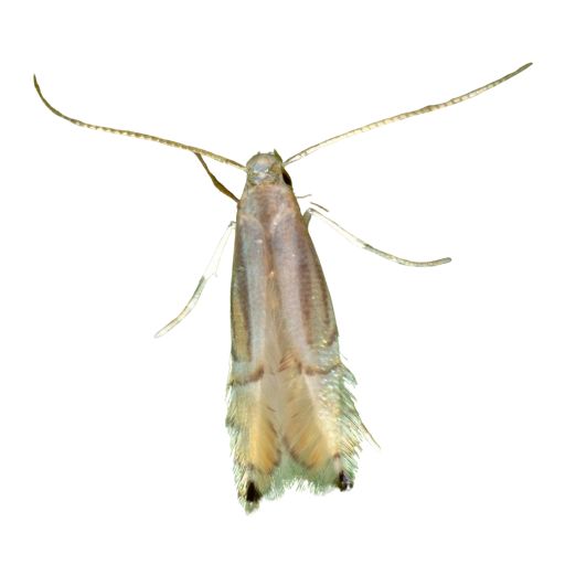 Feromona ECOCitrella:  Phyllocnistis citrella (Minador de los cítricos)