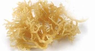 IRISH SEA MOSS DRIED, Size: 1.0 OZ