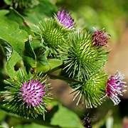 BURDOCK ROOT CUT &amp; SIFT ORGANIC