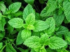 PEPPERMINT LEAF CUT &amp; SIFT ORGANIC