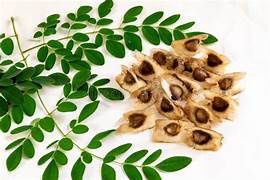 MORINGA SEED &amp; LEAVES TEA, Size: 40 BAGS