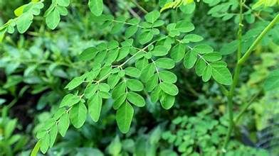 MORINGA LEAF CUT &amp; SIFT ORGANIC, Size: 4 OZ