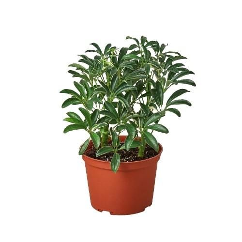 Schefflera Moonlight &#39;Umbrella Plant&#39;, Size: 6&quot; Pot