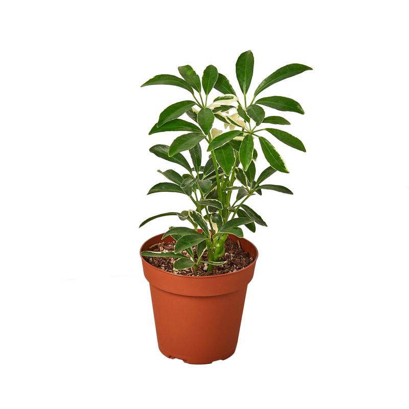 Schefflera Moonlight &#39;Umbrella Plant&#39;