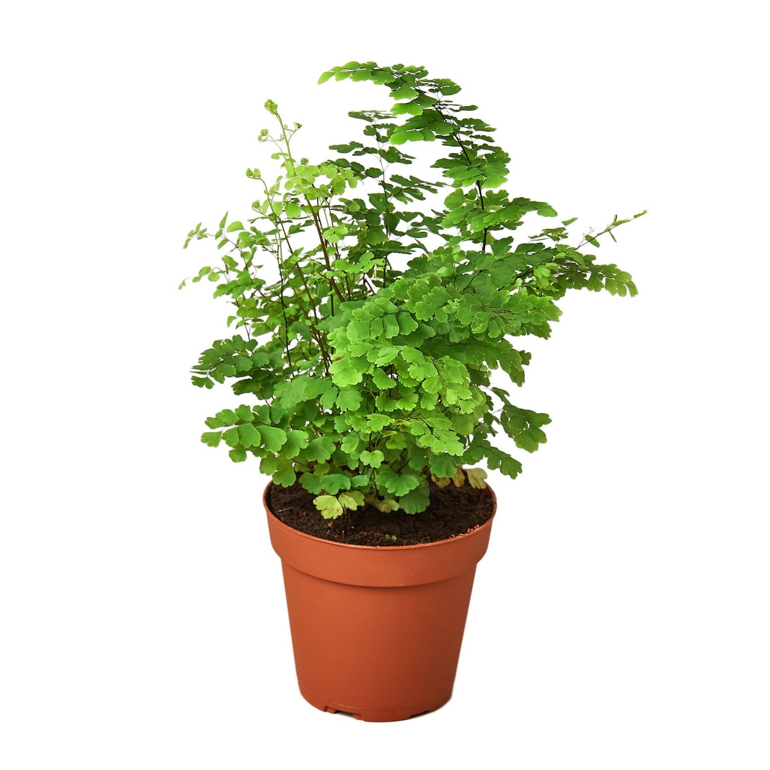 Maidenhair Fern, Size: 4&quot; Pot