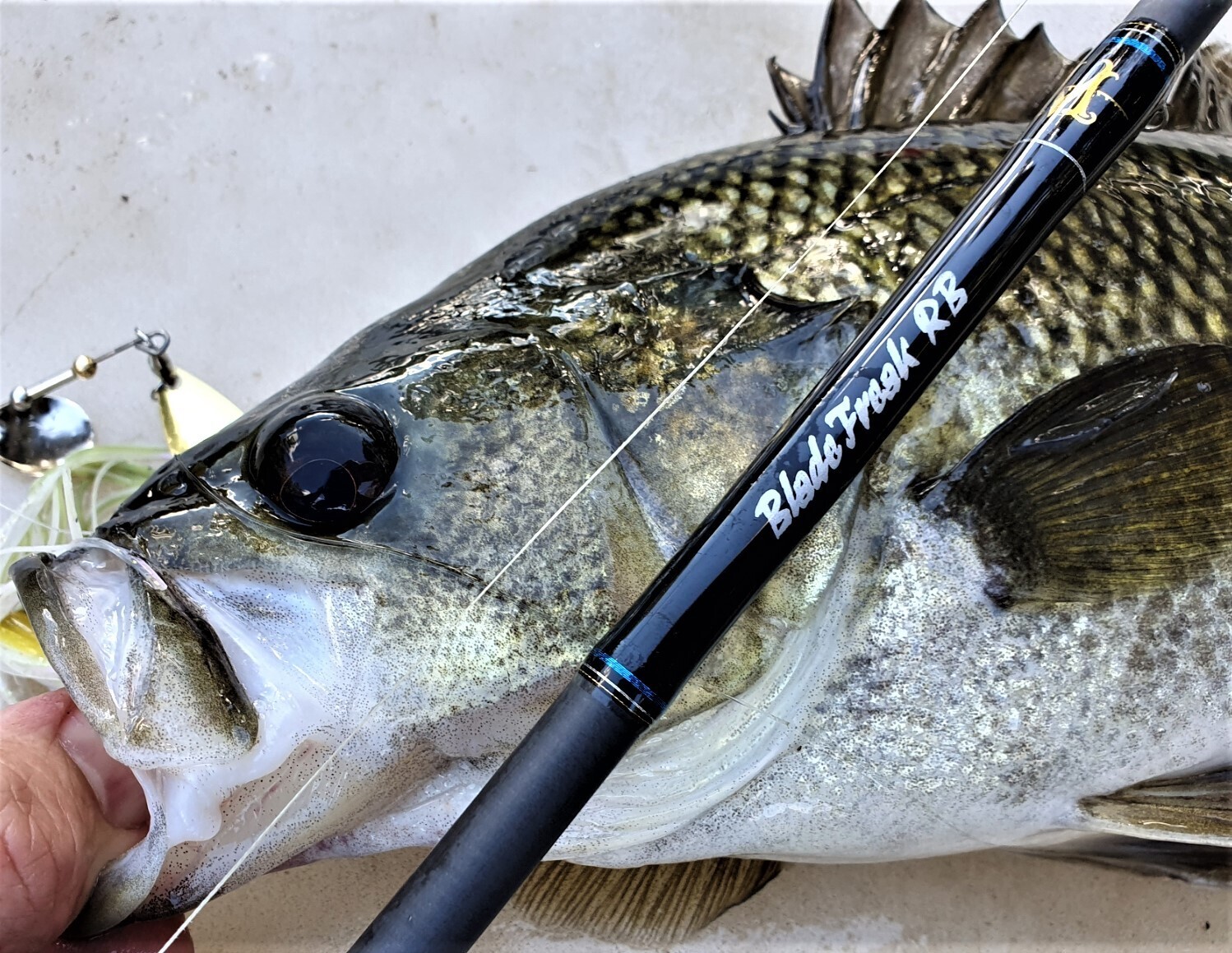 RIVERBASS BladeFreaK 661 - Easy casting!