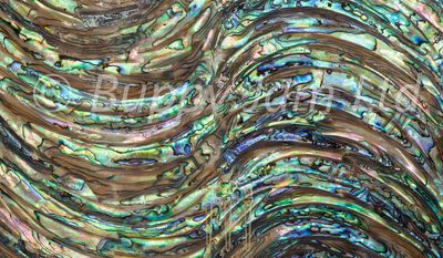 Abalone Wave L240mm x W140mm HM001