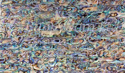 Abalone Sheet Lilac L240mm x W140mm HM005