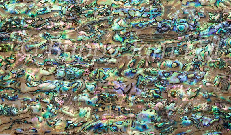 Abalone Real Shell Sheet Natural  L240mm x W140mm x D0.35mm HM012