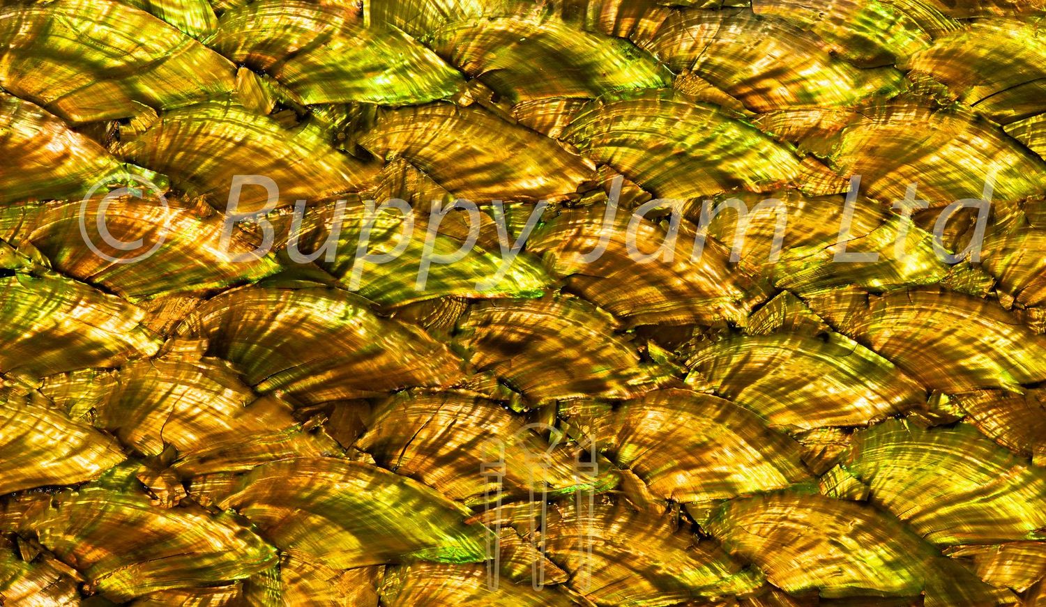 Abalone Sheet Fan Antique Gold Gloss L240mm x W140mm HM028